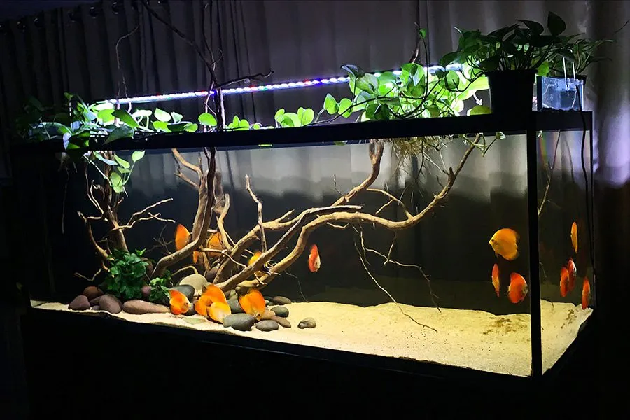 aquarium installation